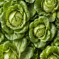 Obraz premium Fresh Green Lettuce Heads