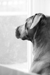 A black and white photograph of a mixed breed dog looking out of a window. The dog is a mix of lab, pitbull, hound, and boxer. The photo is a side profile of the dog, the dog has floppy ears.