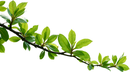 Green Leafy Branch Over Water Transparent Background