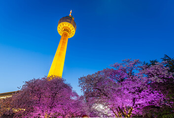 Night view of Cherry Blossom festival, Cherry Blossom tree at Daegu E-World.Daegu,South Korea.