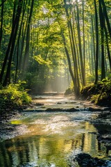 Obraz premium The serene Bamboo Grove, illuminated by sunlight and sustained by gentle streams.