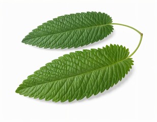 Fototapeta premium Two Green Leaves on White Background