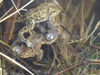 Frösche und Kröten im Frühling