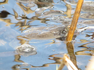 Frösche im See mit Froschlaich im Frühling