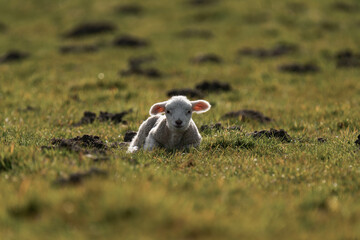 Lamb laying in the grass.