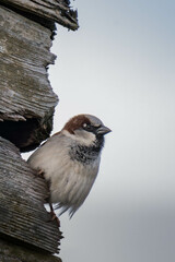 House sparrow (Passer domesticus)