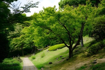 Serene path through green trees and nature on a grassy hillside
