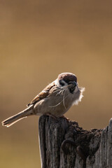 Eurasian tree sparrow (Passer montanus) sitting on a tree stump.