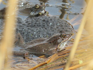 Frösche im See mit Froschlaich im Frühling