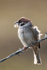 Eurasian tree sparrow (Passer montanus) sitting on a metal fence.