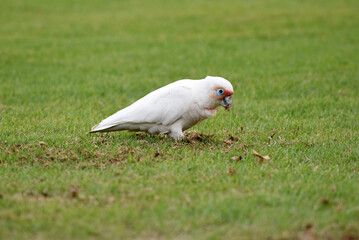 little Corella (Cacatua sanguinea) in Albert Park, Melbourne, Australia