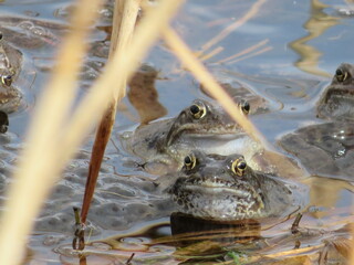 Frösche im See mit Froschlaich im Frühling
