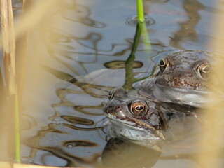 Frösche im See mit Froschlaich im Frühling