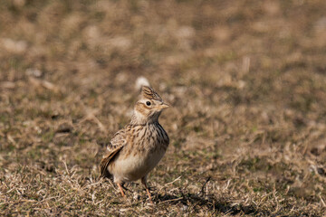 Eurasian skylark (Alauda arvensis) sitting on a field.