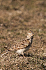 Obraz premium Eurasian skylark (Alauda arvensis) sitting on a field.