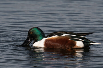 Northern shoveler (Spatula clypeata) male swimming in the water.