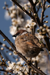 Eurasian tree sparrow (Passer montanus) with some spring blossoms.