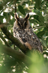 Long-eared owl (Asio otus) sitting in a tree.