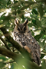 Long-eared owl (Asio otus) sitting in a tree.