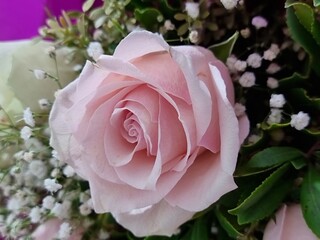 Delicate Beauty: A Soft Pink Rose in Full Bloom Surrounded by Baby’s Breath and Verdant Foliage,...