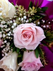 Delicate pastel pink rose in full bloom surrounded by white baby’s breath and soft green leaves against a vibrant purple background capturing the beauty and elegance of nature in a tender arrangement 