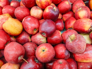 An apple is a round, edible fruit produced by an apple tree Malus spp. Fruit trees of the orchard or domestic apple Malus domestica, the most widely grown in the genus, are cultivated worldwide.