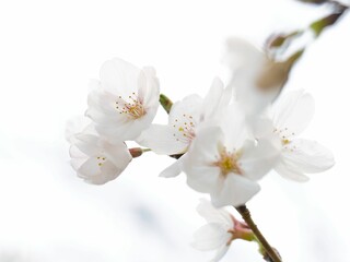開花した桜のマクロ撮影