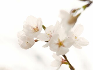 開花した桜のマクロ撮影