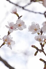 開花した桜のマクロ撮影