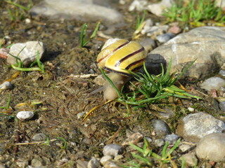 Bänderschnecke
