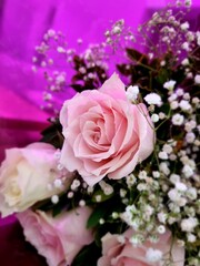 Soft Pink Rose Bouquet: A Delicate Dance of Petals and Tiny White Blooms Against a Vibrant Magenta Backdrop
