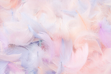 Colorful feather background, top view.