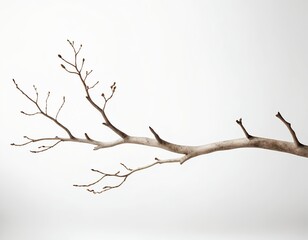 Bare Branch with Buds Against White Background