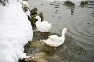 White geese gracefully entering icy waters surrounded by snow-covered banks during wintertime in a serene natural setting capturing the contrast between the warmth of life and the chill of the environ