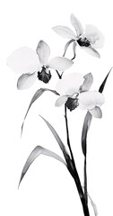 Ink painting, in the style of Chinese style, orchid, transparent background