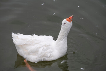 Majestic white goose gracefully gliding through the calm waters with its head held high, showcasing its striking orange beak and vibrant blue eyes on a serene and slightly feather-dappled surface
