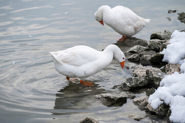 Two white geese standing by the edge of a calm winter lake surrounded by snow-covered rocks as they gently dip their beaks into the water creating soft ripples in the serene and chilly environment