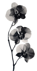 Ink painting, in the style of Chinese style, orchid, transparent background