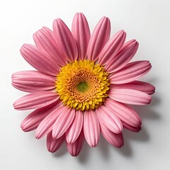 Obraz premium Pink and Yellow Gerbera Daisy Flower Close-up