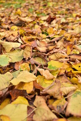 Obraz premium Autumn's golden carpet, a close-up symphony of fallen leaves in warm hues, whispering of crisp air and seasonal change. Nature's textured blanket, a rustic beauty in transition. 