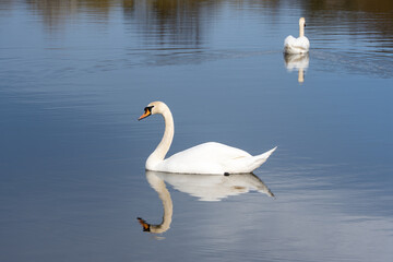 A swan is swimming in a lake. There is another swan in the water. The water is blue and calm