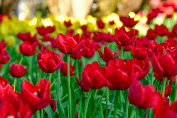 Vibrant spring garden with Red tulip blooming in a garden