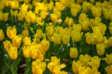 Obraz premium Yellow Tulip Blooming in Spring Garden
