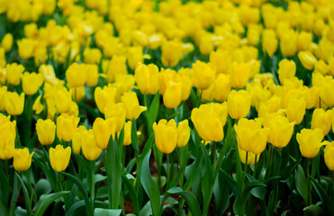 Obraz premium Yellow Tulip Blooming in Spring Garden