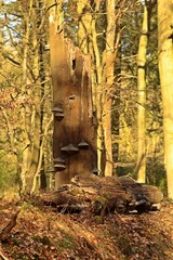 Abgestorbene Buche (Fagus sylvatica) mit Zunderschwamm (Fomes fomentarius) mit Gravitropismus.