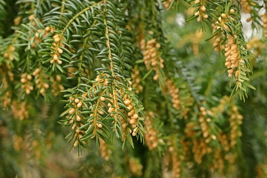 Bl&uuml;hende m&auml;nnliche Eibe (Taxus baccata) im M&auml;rz