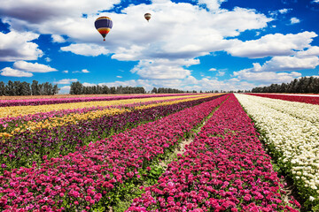 Large field of garden buttercups