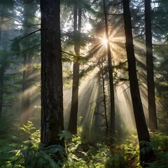 sun rays in the forest