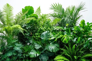 Lush botanical display of vibrant green tropical foliage against a bright white background creating a refreshing natural ambiance with a high angle view