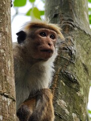 macaca